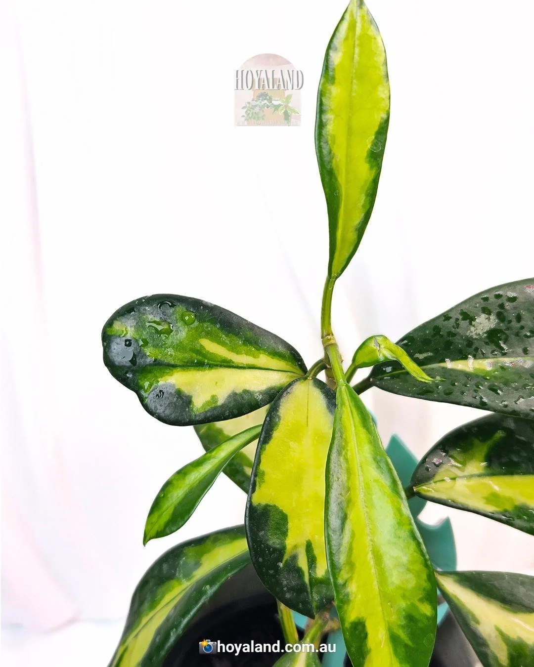 1025＊Hoya ＊ホヤ ＊diversifolia ＊グリーンオングリーン 1025＊Hoya ＊ホヤ ＊diversifolia ＊グリーンオングリーン